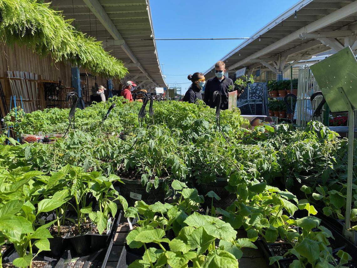 Customers in face masks shop for flower and vegetable plants at Logan’s Trading Company at Seaboard Station in Raleigh, May 9, 2020.