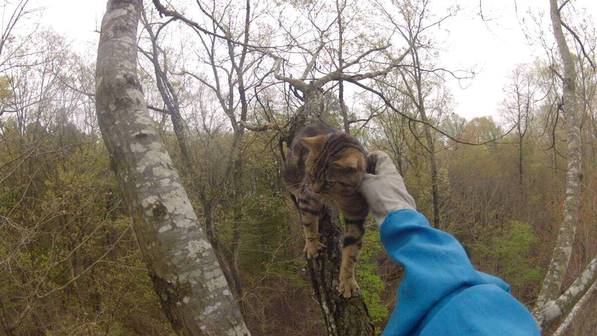 Patrick Brandt of Mebane reaches out to a stranded cat. He said it is one of around 280 saves he’s made in the past decade.