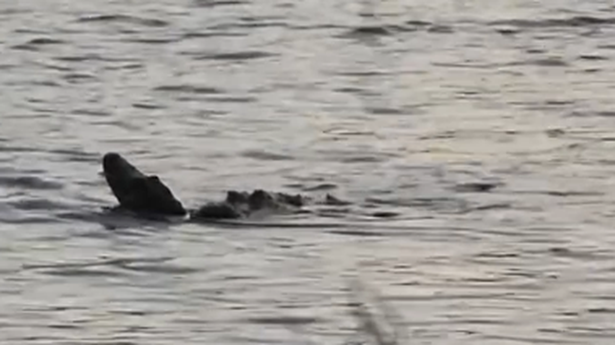 Nature photographer Kathy Sykes caught the moment one alligator killed a smaller male alligator in a pond near the North Carolina coast.