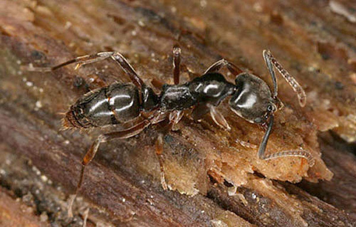 Asian needle ants are active in cooler temperatures and have established their nests by the time Argentine ants emerge in spring.