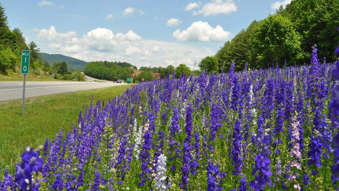 As wildflowers bloom along NC highways, resist the urge to stop your car. Here’s why.