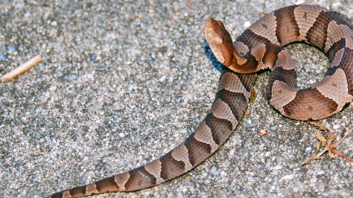It’s ‘baby copperhead season’ in NC. Here’s what to know about the juvenile snakes