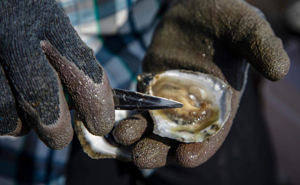 Cody Faison farms shucks an oyster from his oyster farm in Topsail Sound near Hampstead Wednesday, Sept. 8, 2021. Faison says healthy salt marshes are essential to his business. Salt marshes in North Carolina are being pushed back by rising sea waters, but aren’t always able to retreat due to coastal development, leaving them to shrink.