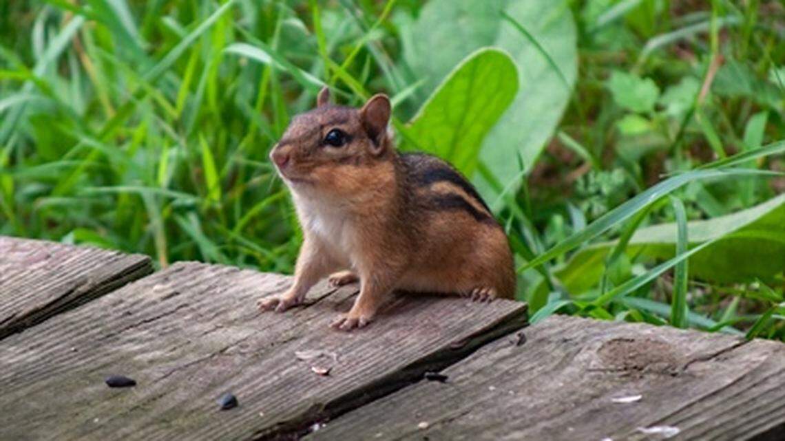 A New Hampshire man is expected to be OK after accidentally being shot in the head by his 8-year-old nephew, who was hunting chipmunks.