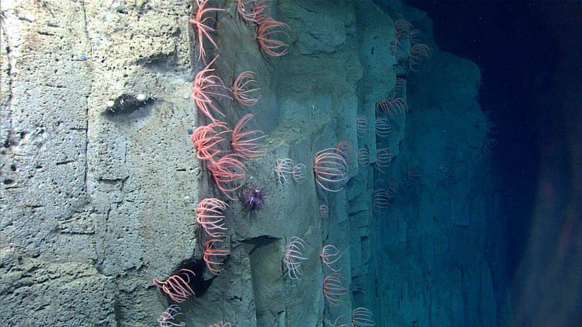 The NOAA expedition will do test dives at the site of a massive undersea landslide off the coast of North Carolina. It is known as the Currituck landslide.