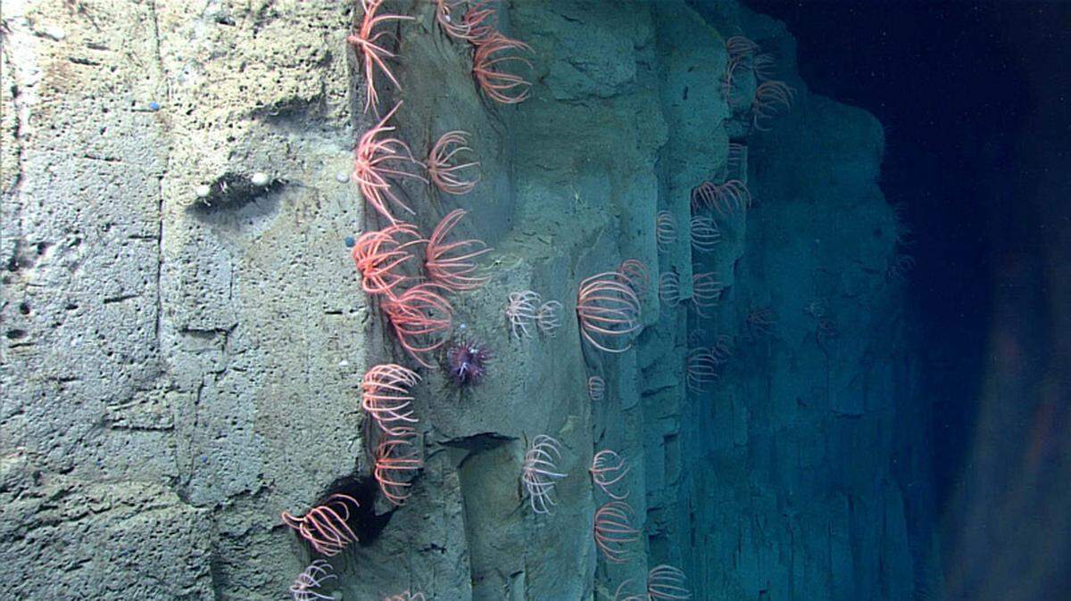 The NOAA expedition will do test dives at the site of a massive undersea landslide off the coast of North Carolina. It is known as the Currituck landslide.