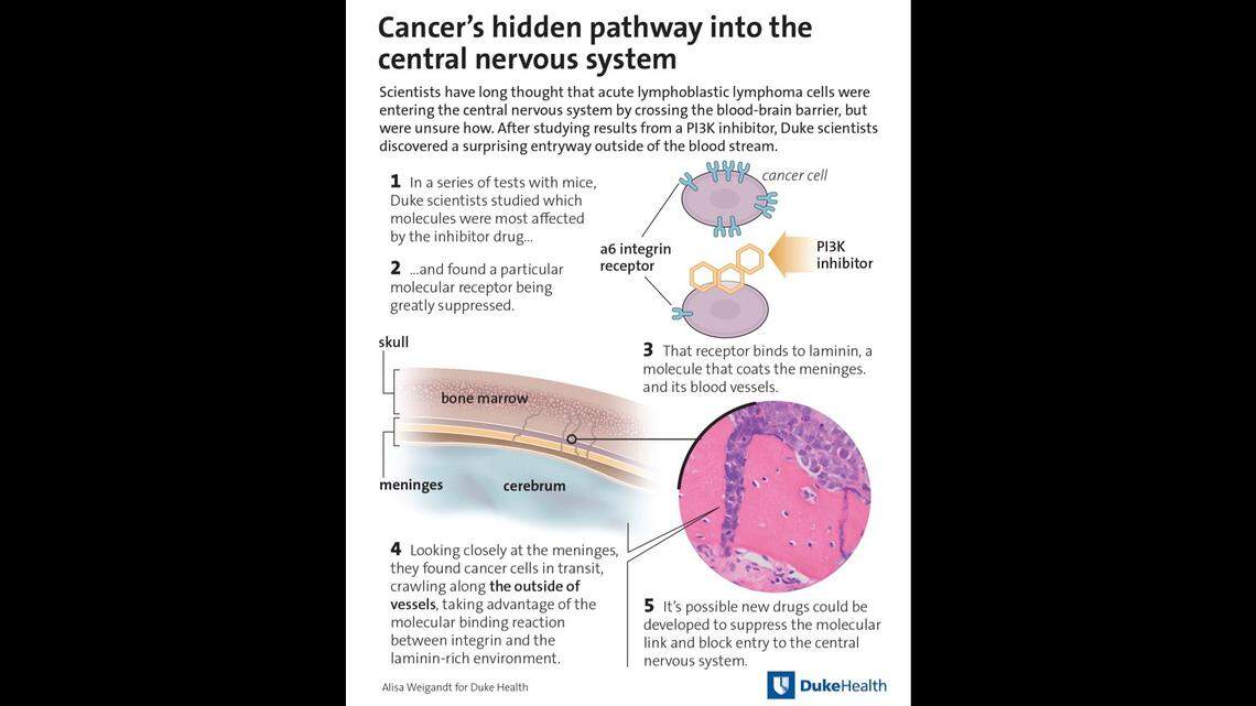 ALL cells enter the outside layers of the brain by hitching rides on the outside of blood vessels in the bone marrow.