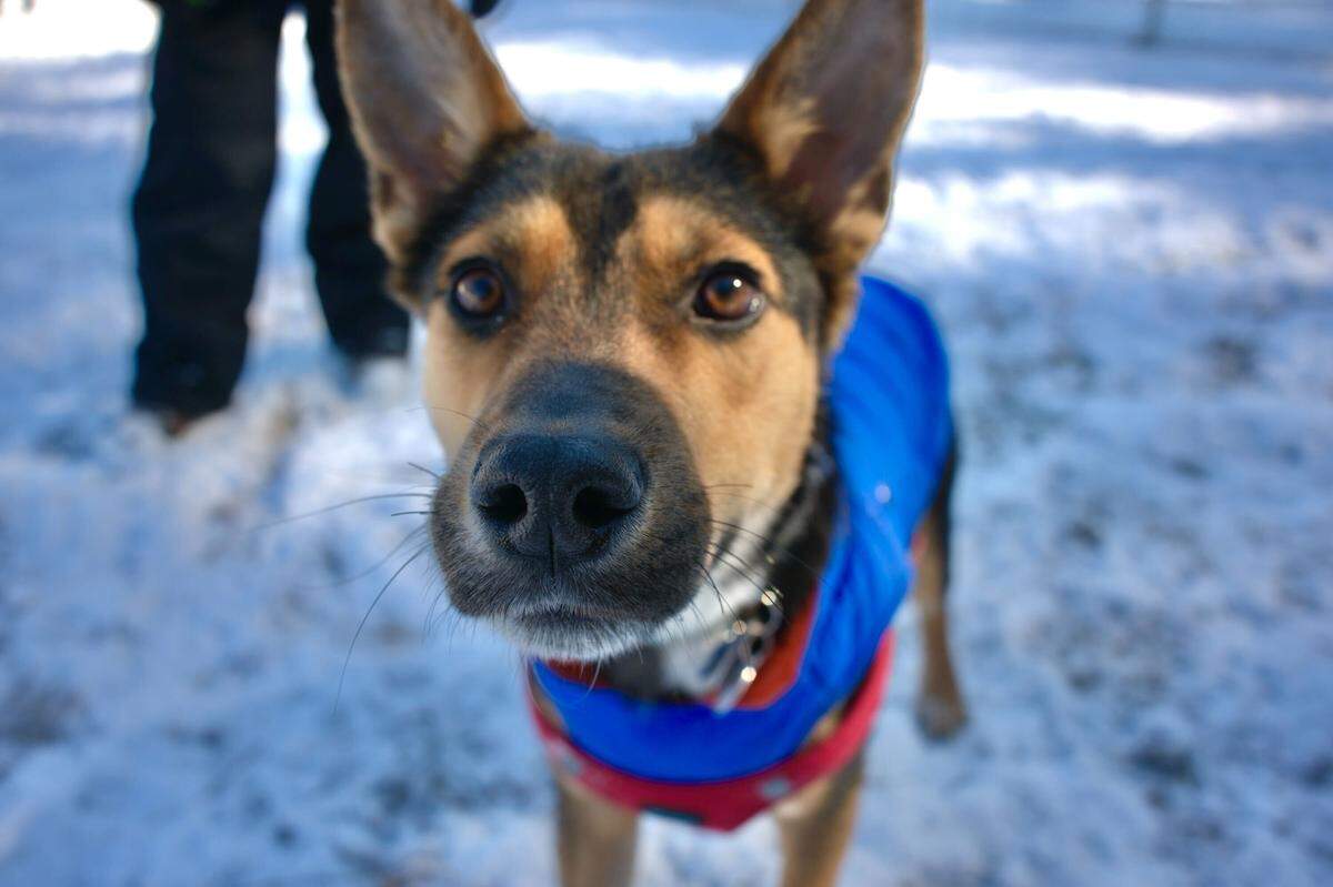 Link at the Dorothea Dix Park dog park on Sunday, Feb. 1, 2026.