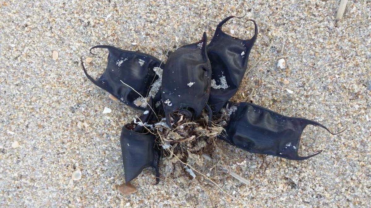 Devil’s pocketbooks, witch’s purses and mermaid purses are all names for the egg sacks of sharks, skates and rays.