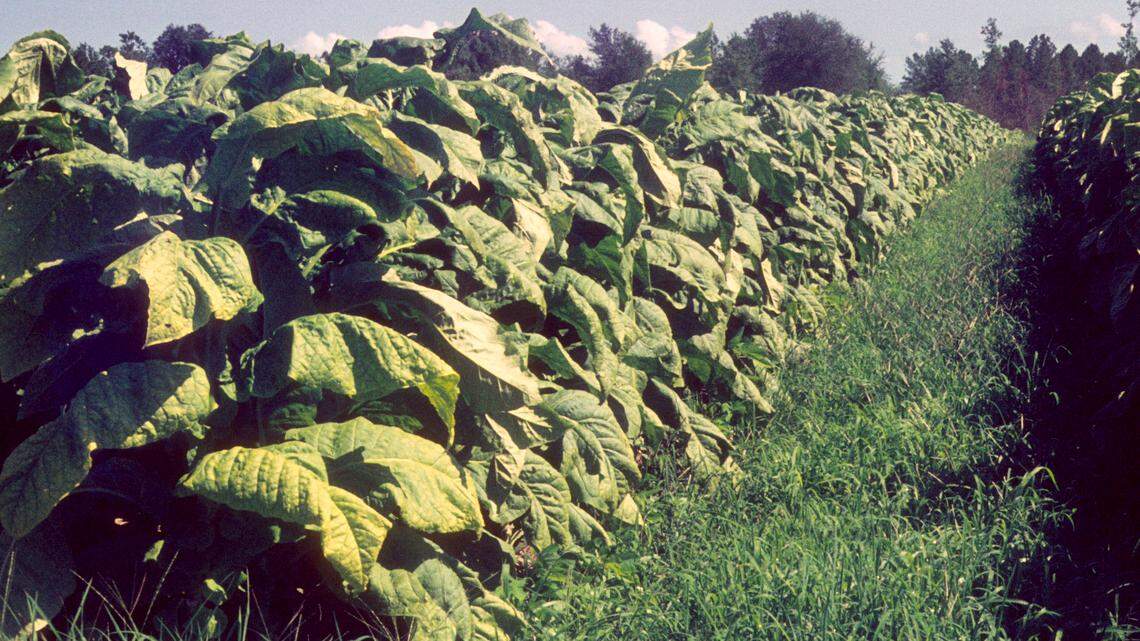 Tobacco farms have been hit especially hard by Chinese tariffs since 2018.