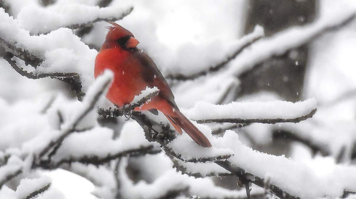 A cardinal rests on a snow-covered limb during a snow storm earlier this year in Durham.