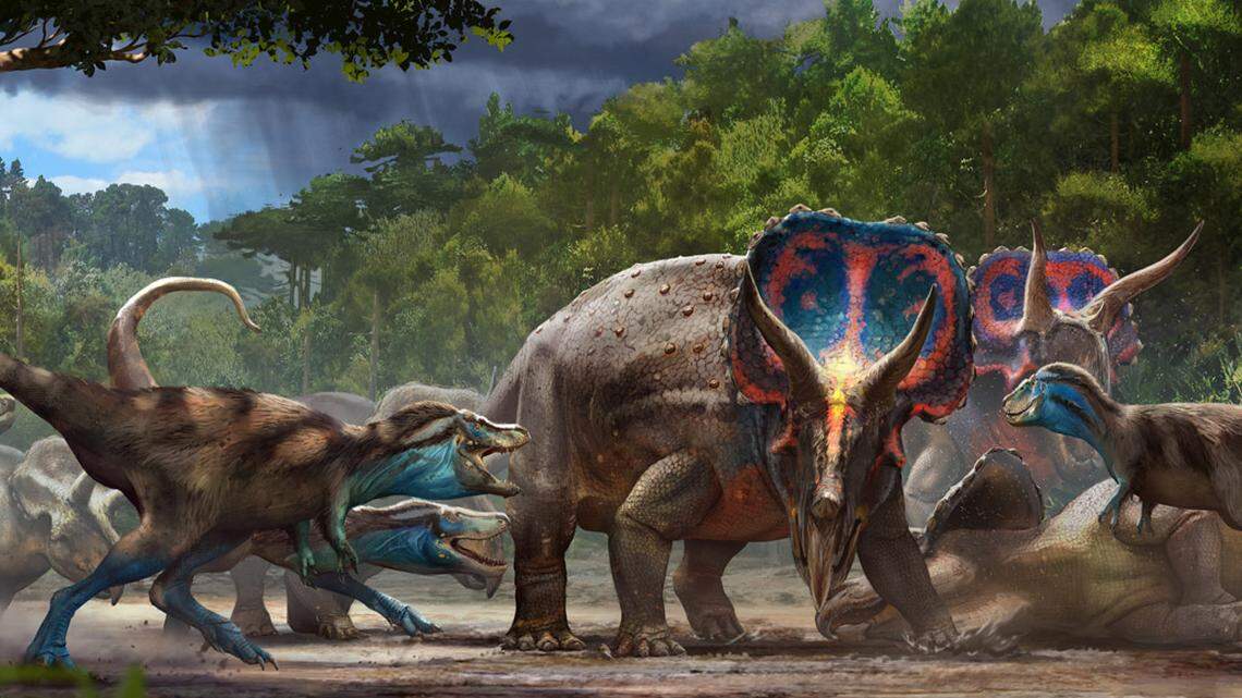 ‘Dueling Dinosaurs’: World’s 1st complete Tyrannosaurus rex, Triceratops, Raleigh bound