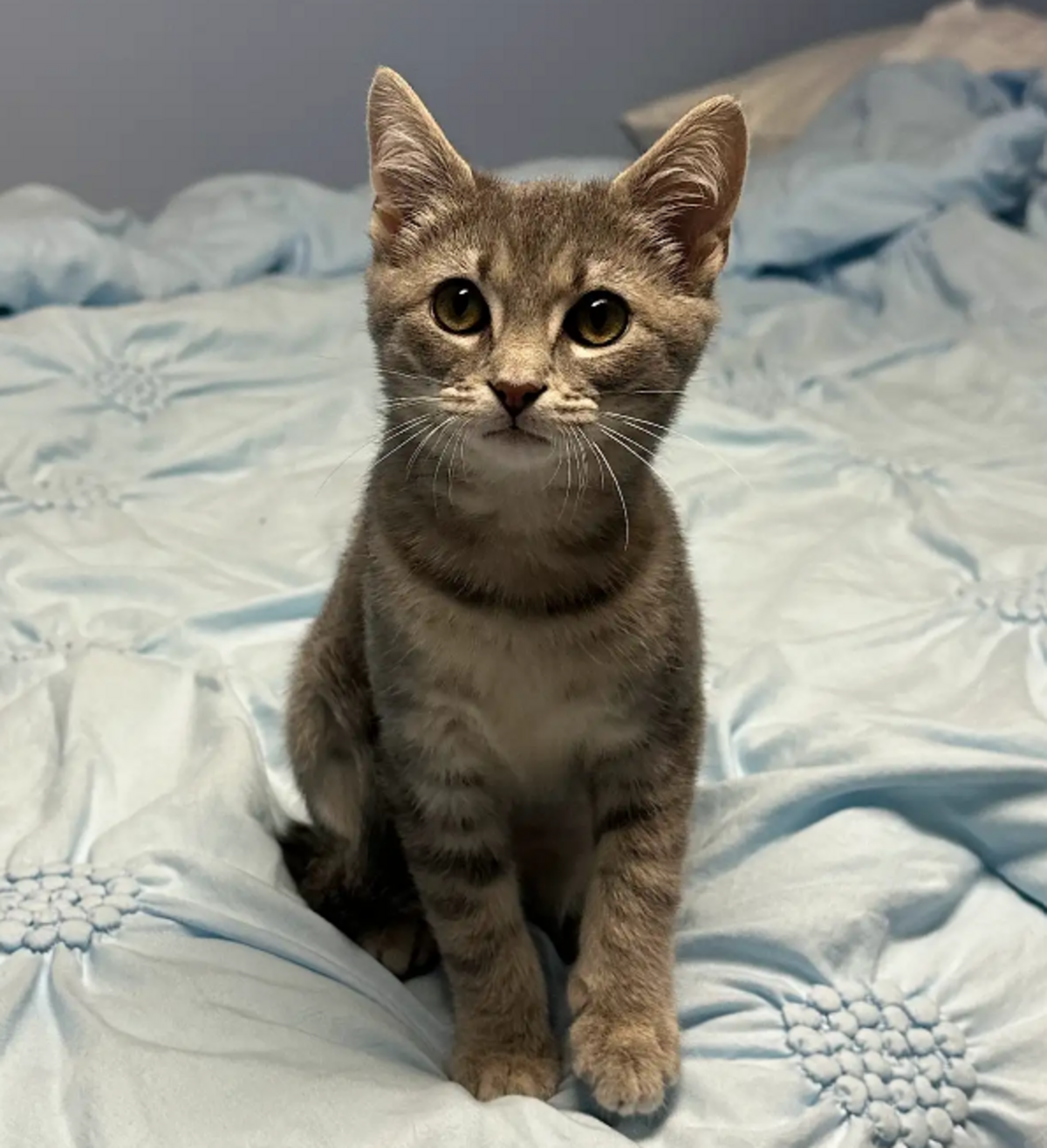Cam, one of the finalists in the News & Observer’s cutest cat contest.