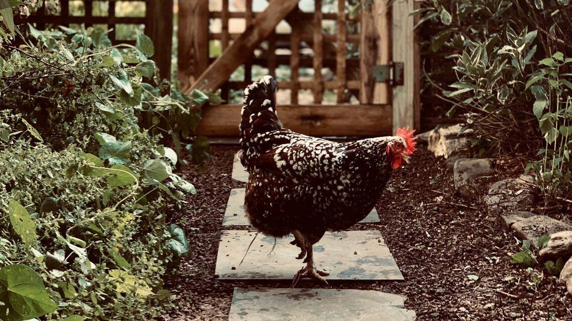 The current strain of avian flu detected in North Carolina poultry isn’t just a commercial problem: backyard chicken flocks are also at risk. Experts advise keeping your birds confined and away from places accessed by wild birds.