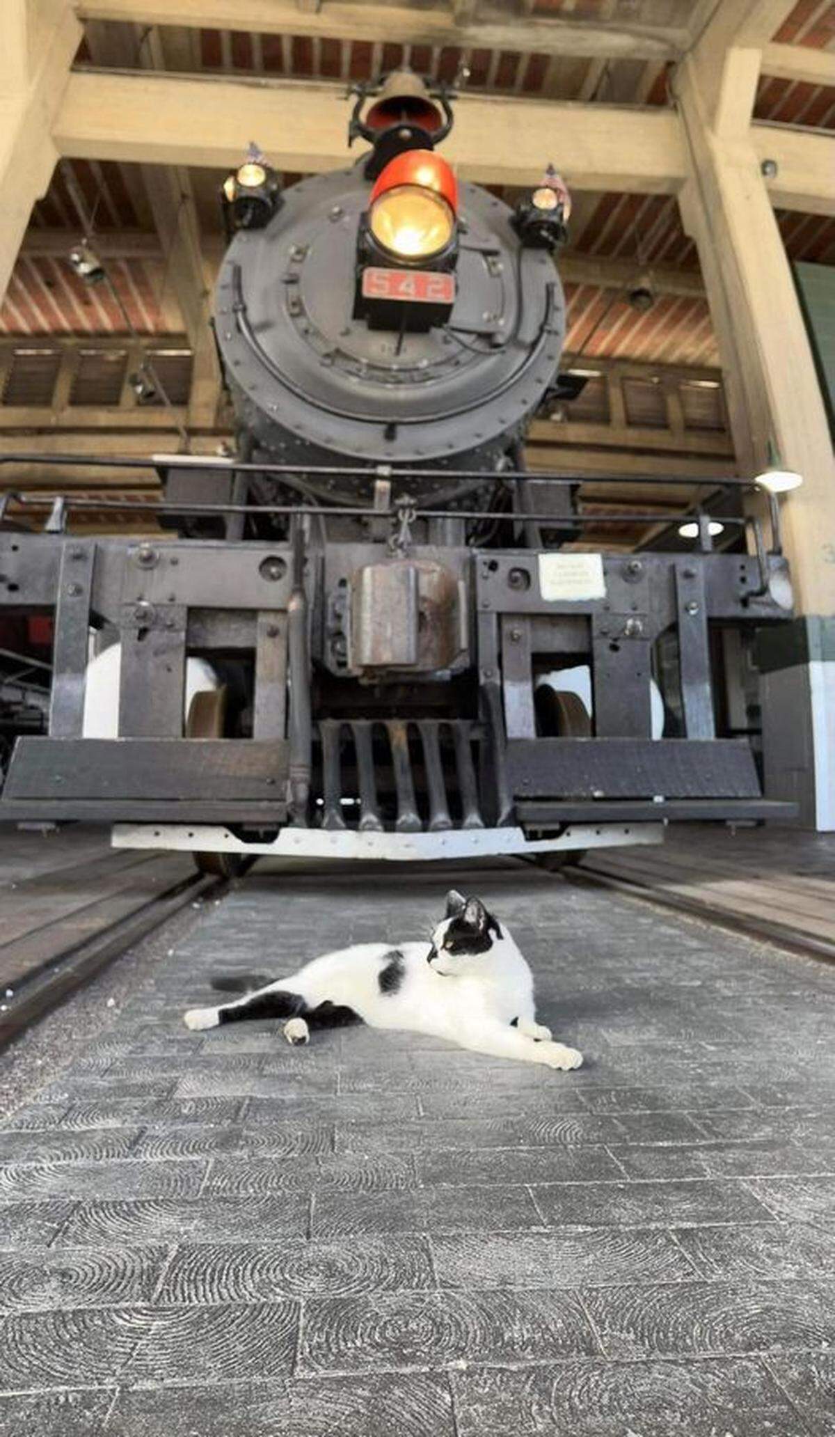 Mookie, the missing mascot of the N.C. Transportation Museum, rests in front of Southern Railway Steam Locomotive #542. Mookie was last seen at the museum on Sept. 2.