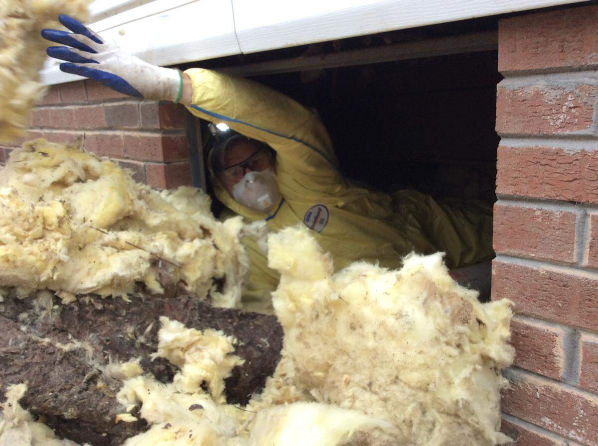 Tyler Cooper of Raleigh was one of several employees from John Deere’s Cary office who helped pull wet insulation from under a flooded-out home in Pender County on Tuesday.