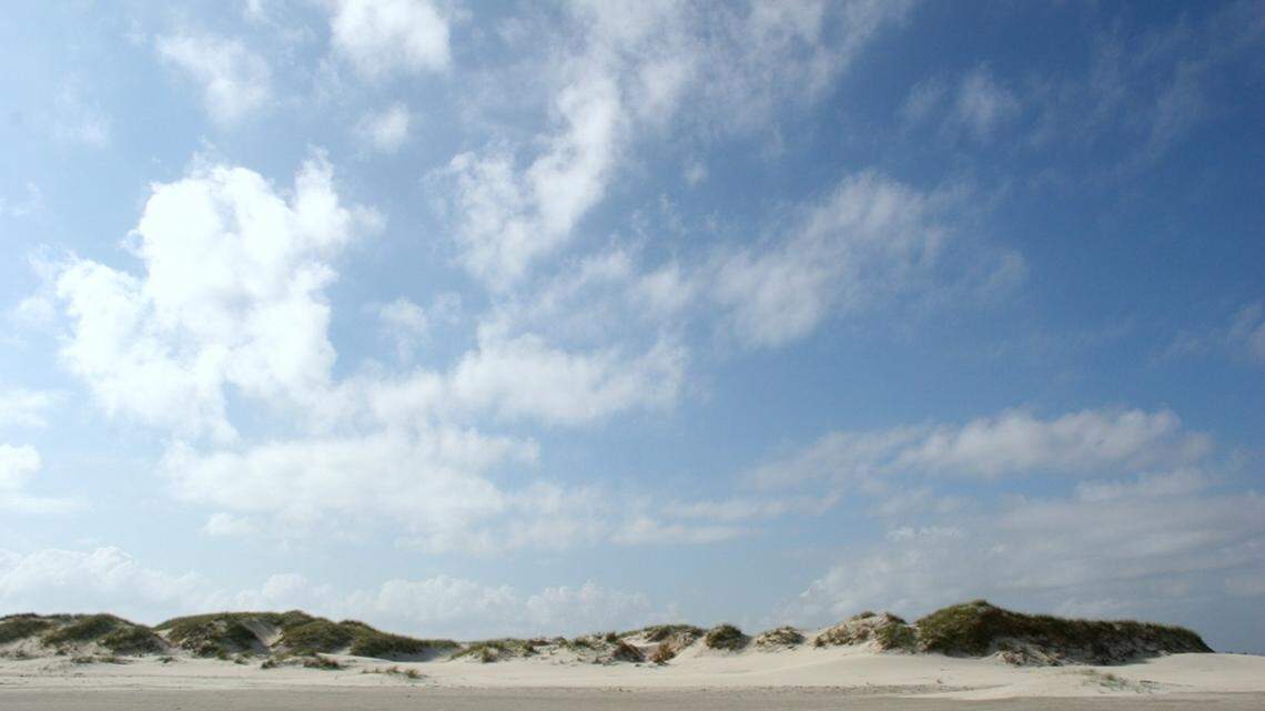 ‘Angel’ wild horse guards sea turtle nest on NC’s Outer Banks, photo shows