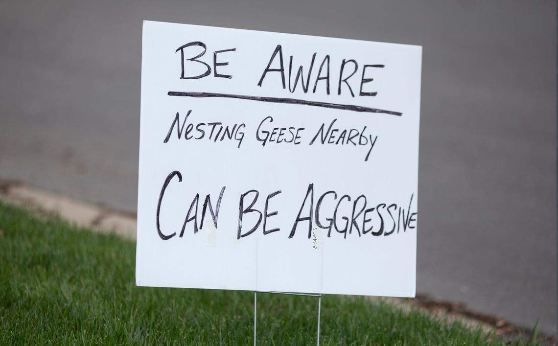 A sign placed by a resident warns walkers of nearby nesting geese in a Morrisville neighborhood.