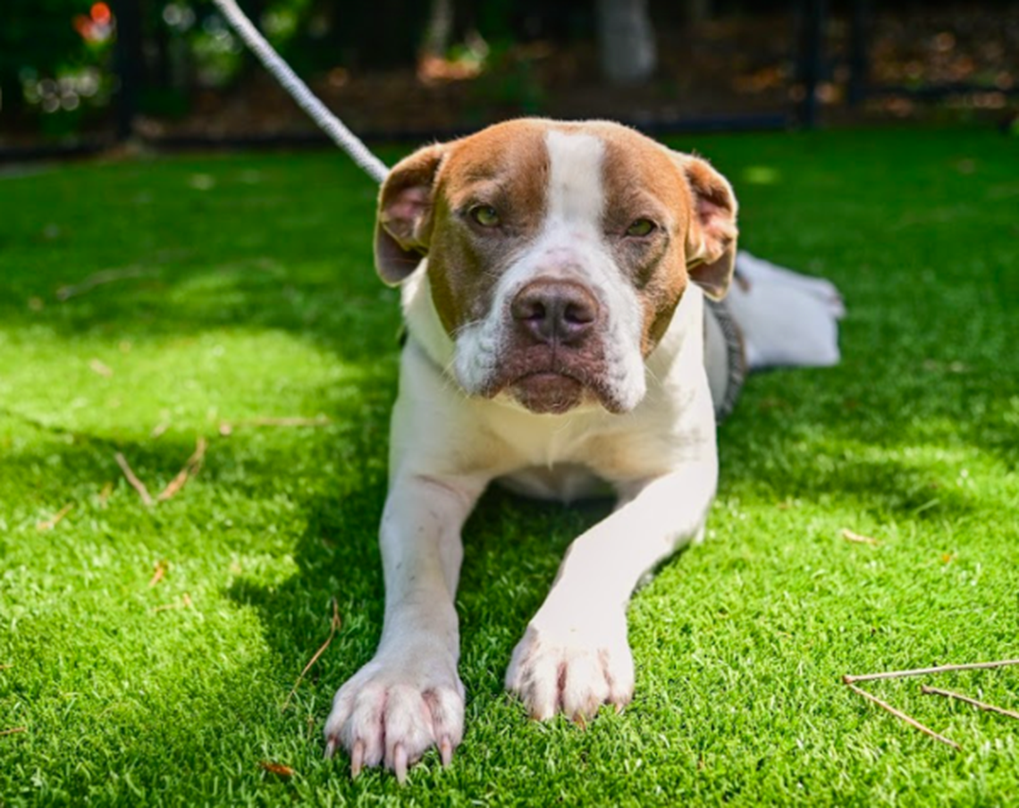 Pupper is 1 year and 1 month old and is up for adoption at the Wake County Animal Shelter. Pupper is described as “friendly, affectionate, and I’d rather cuddle than be alone.” The Wake County Animal Center is full and is encouraging people to adopt dogs this week at the shelter to reduce the load.