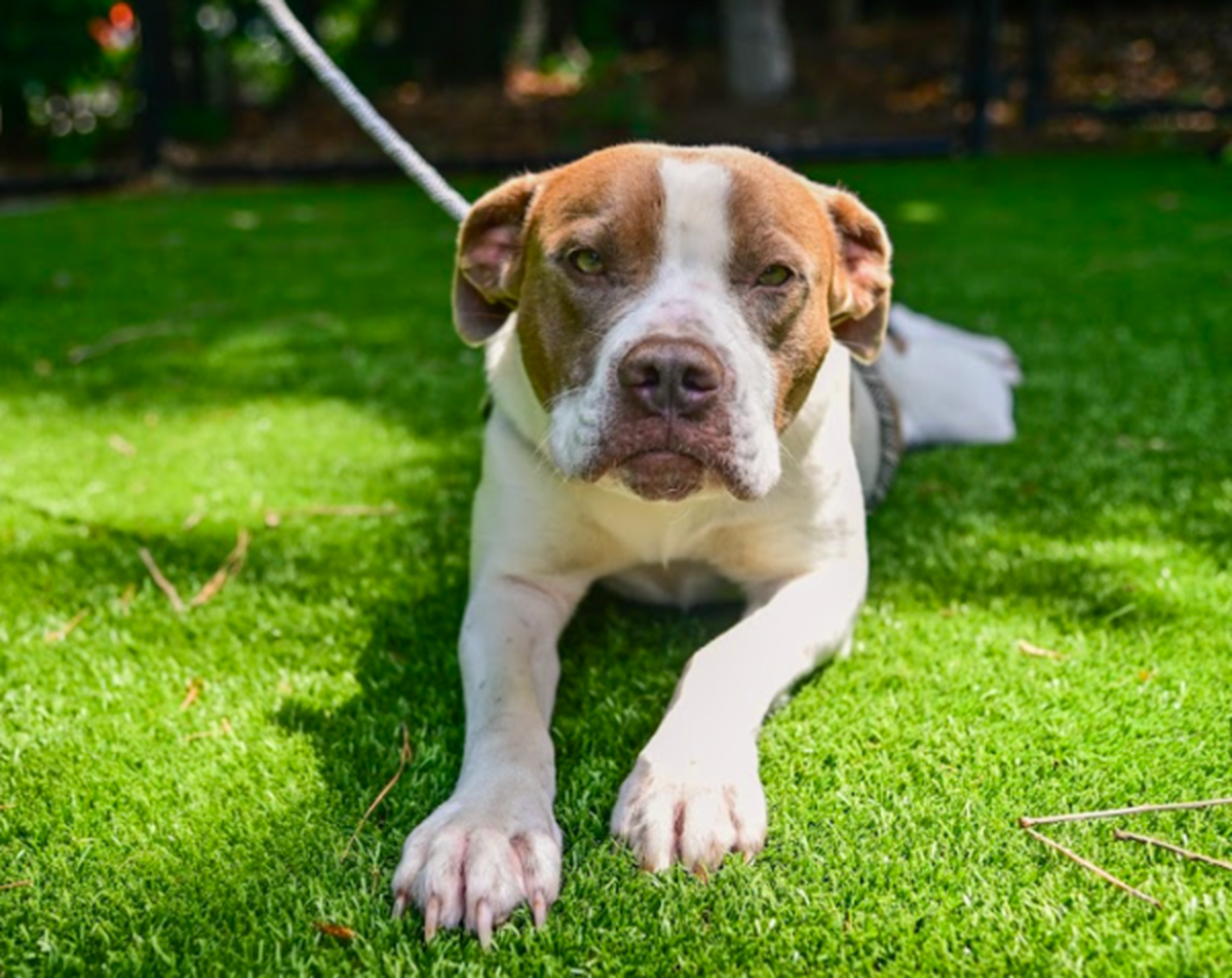 Pupper is 1 year and 1 month old and is up for adoption at the Wake County Animal Shelter. Pupper is described as “friendly, affectionate, and I’d rather cuddle than be alone.” The Wake County Animal Center is full and is encouraging people to adopt dogs this week at the shelter to reduce the load.