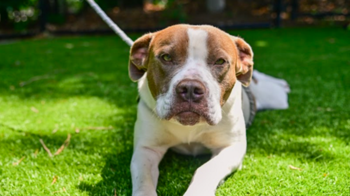 Struggling financially to take care of your pet? Get help with these local resources