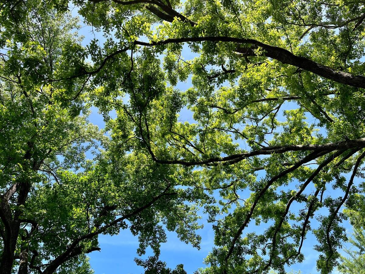 Service journalist Kimberly Cataudella’s favorite tree in the Triangle is in Coker Arboretum.
