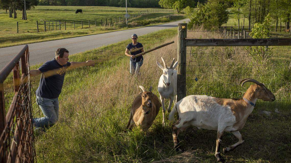 Ted Domville, left, and Sandra Vergara herd a group of escaped goats back into their pasture at Elodie Farms, on Friday, Apr. 25, 2020, in Rougemont, N.C. With the support of the Rural Advancement Foundation International (RAFI), Elodie Farms is collaborating with three other small farmers so customers can get their goat cheese, whey crackers, fresh meat and produce all in one delivery or pick-up.