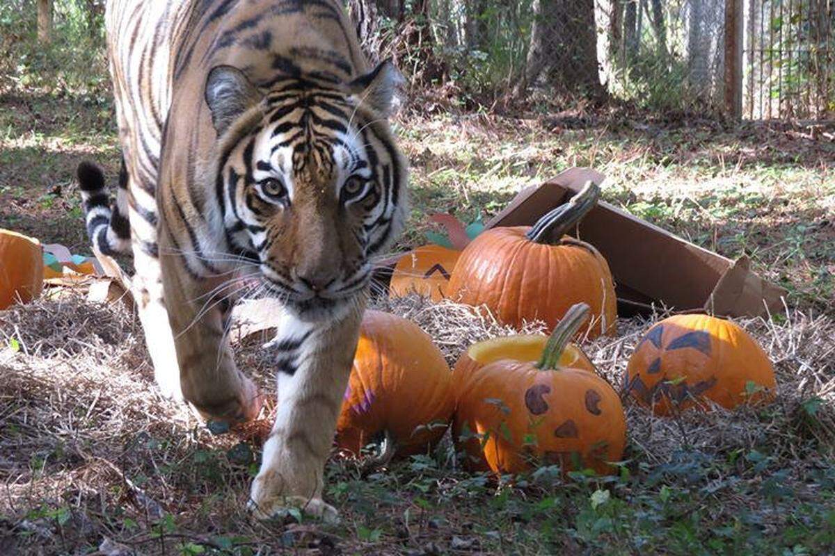 A tiger at the Carolina Tiger Rescue in Pittsboro, North Carolina and a collection of specially scented pumpkins.