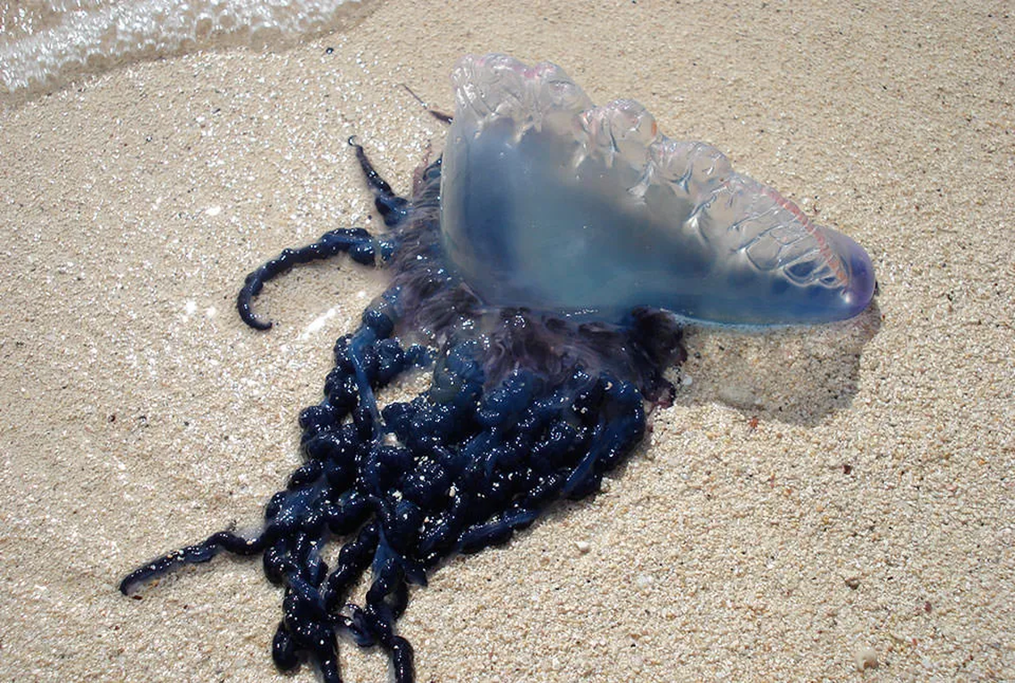 Their balloon-like shape and colors of blue, purple or pink can be alluring, but avoid the Portugese man-of-war in the water and on land. The sting is extremely painful, and tentacles can release venom for weeks after the animal dies.