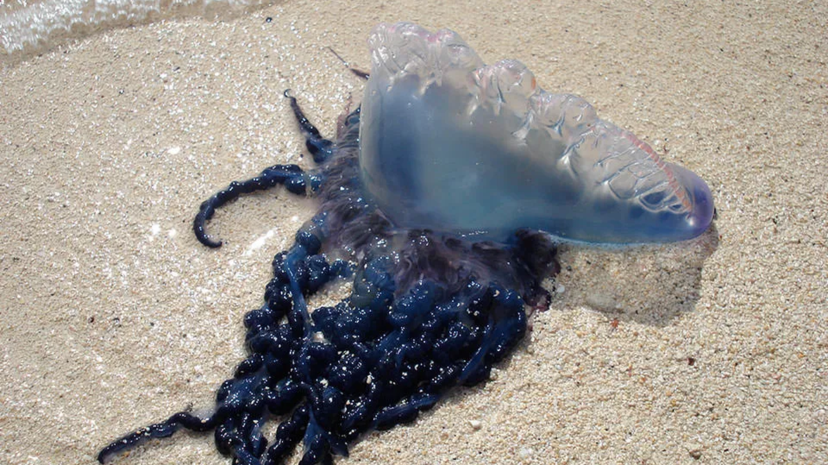Their balloon-like shape and colors of blue, purple or pink can be alluring, but avoid the Portugese man-of-war in the water and on land. The sting is extremely painful, and tentacles can release venom for weeks after the animal dies.