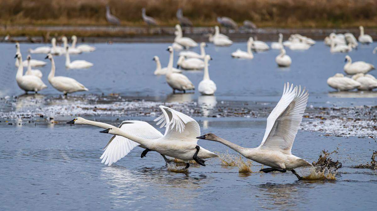 A proposed algae treatment project on Lake Mattamuskeet is raising alarm among birders and environmentaists who are concerned it could harm the migratory birds that frequent the wildlife refuge. This photo shows tundra swans and sandhill cranes on the Hyde County lake.