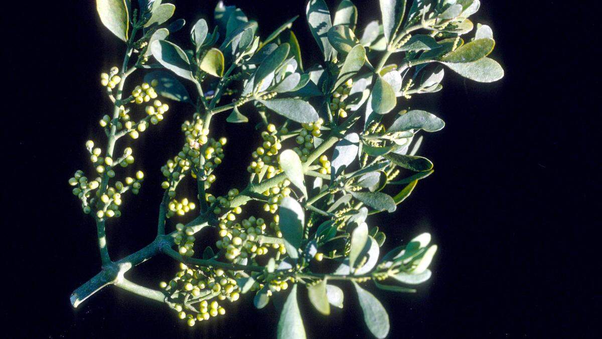 Mistletoe, a parasitic plant in deciduous trees, is found in forests or natural areas throughout the state. It is commonly used as a traditional decoration during the Christmas holiday season.
