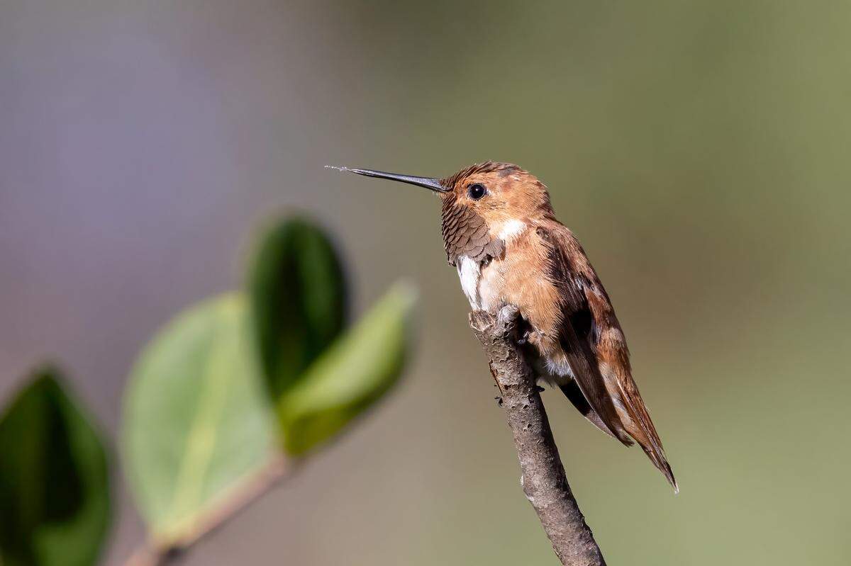 Rufous Hummingbird