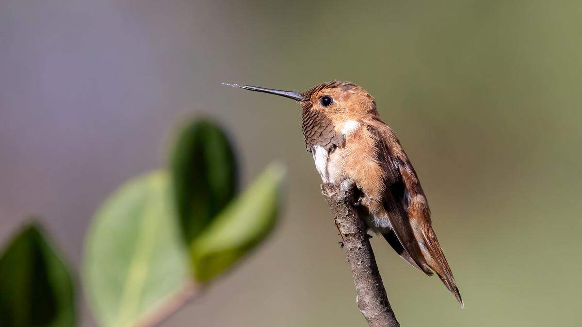 A rufous hummingbird was spotted in Thibodaux, Louisiana, on Jan. 20. 
