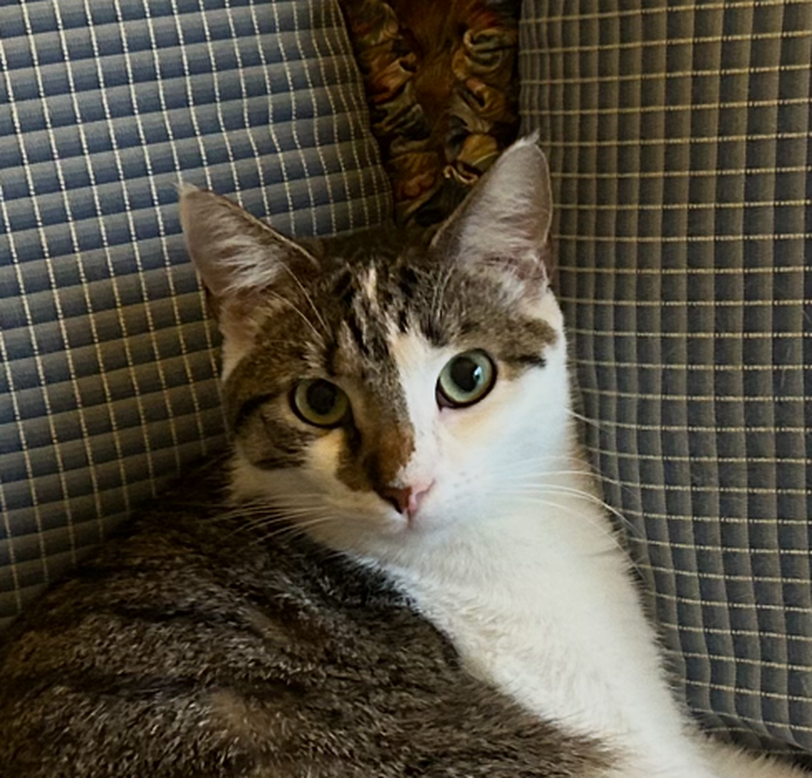 Linus, one of the finalists in the News & Observer’s cutest cat contest.