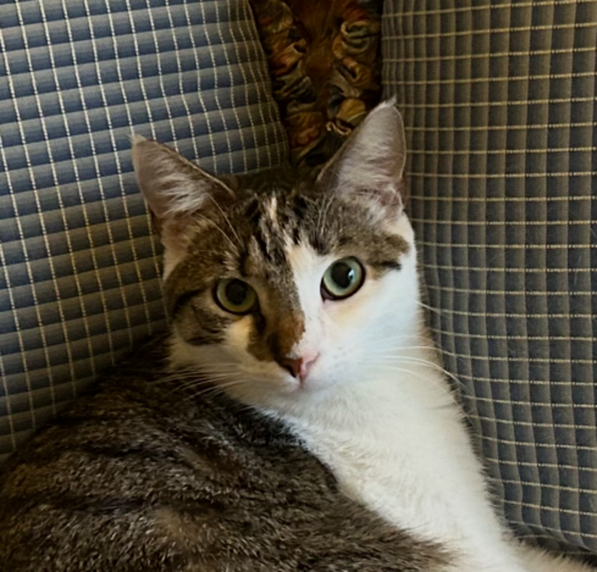 Linus, one of the finalists in the News & Observer’s cutest cat contest.