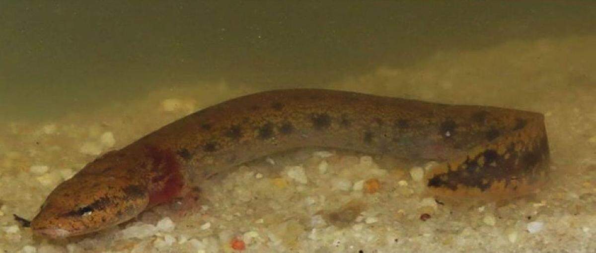 The Neuse River waterdog is a salamander that can grow to 11 inches long.