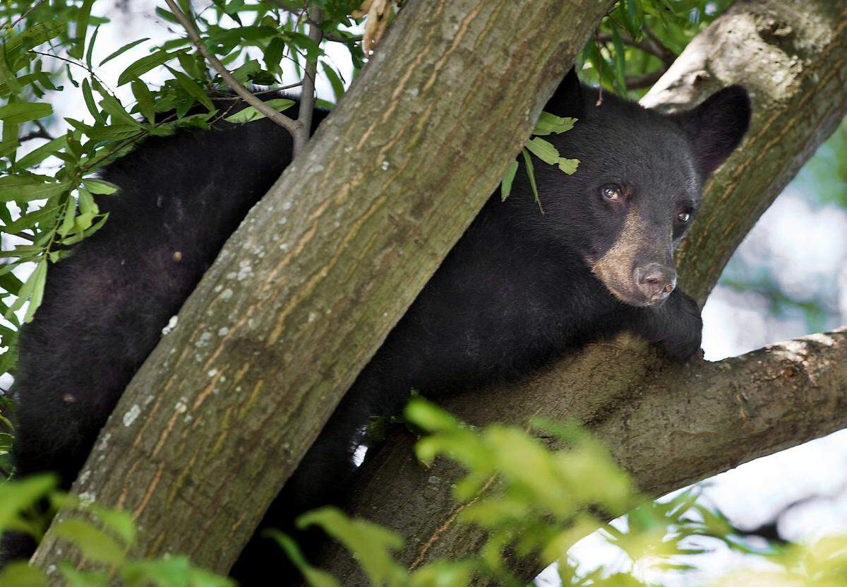 A young black bear looks down from a tree in central North Carolina.