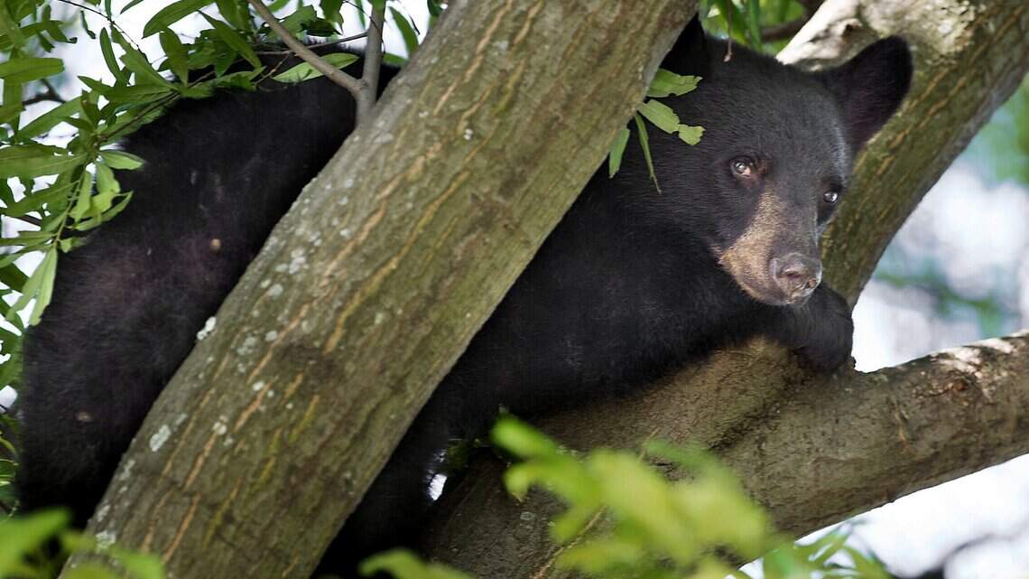 NC is seeing a spike in black bear sightings. Here’s how to safely coexist with them.