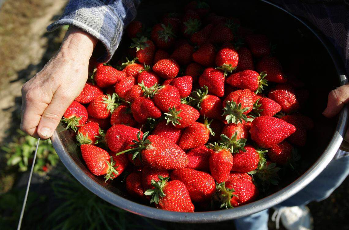 Pick-your-own strawberry season has started.