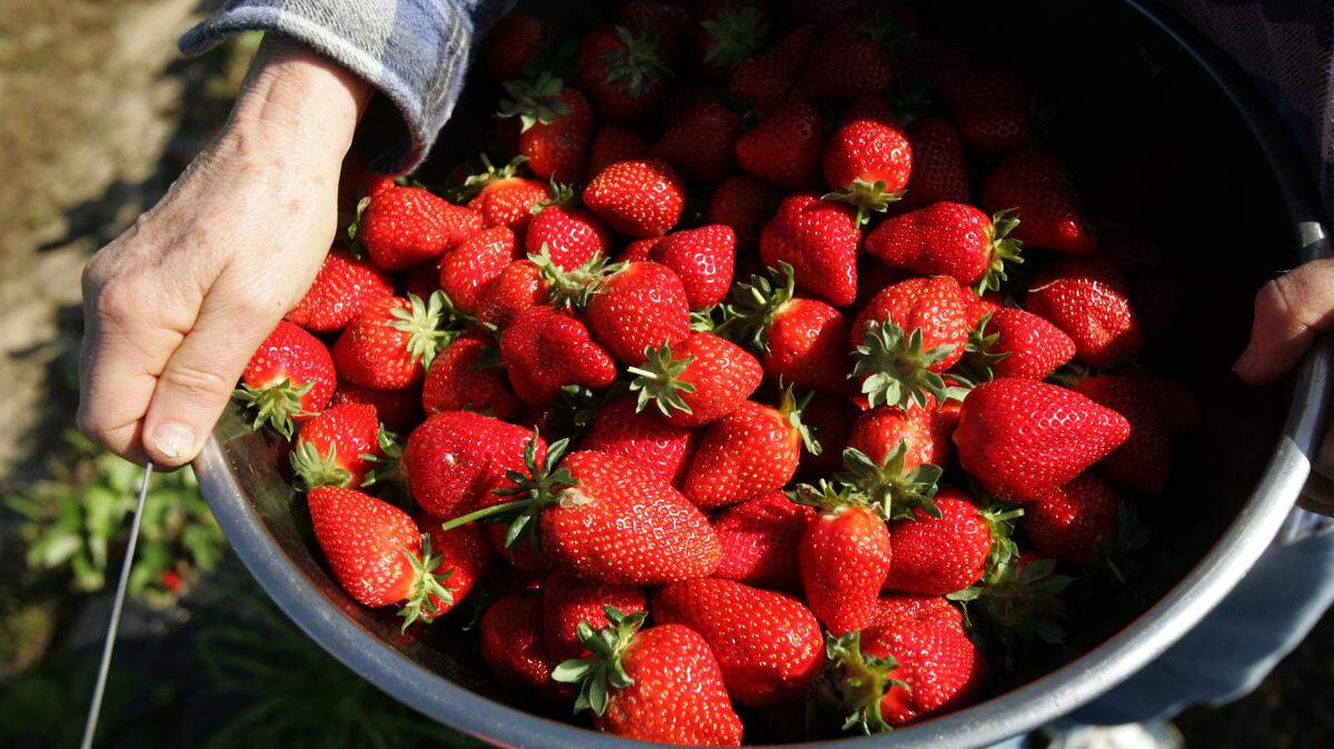 It’s strawberry season in NC. Buy at your local farmers market, or check out our guide to pick-your-own farms in the region.