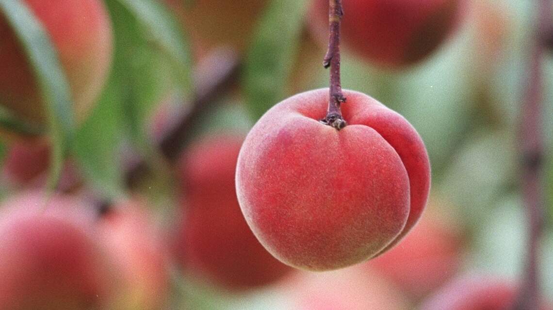 Gardening: A beginner’s guide to growing fruit trees in North Carolina
