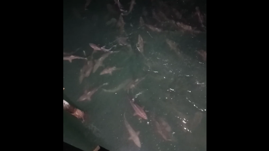 A video recorded off the Surf City Ocean Pier in North Carolina captured dozens of sharks engaged in a feeding frenzy. The sharks were as big as 6 feet.