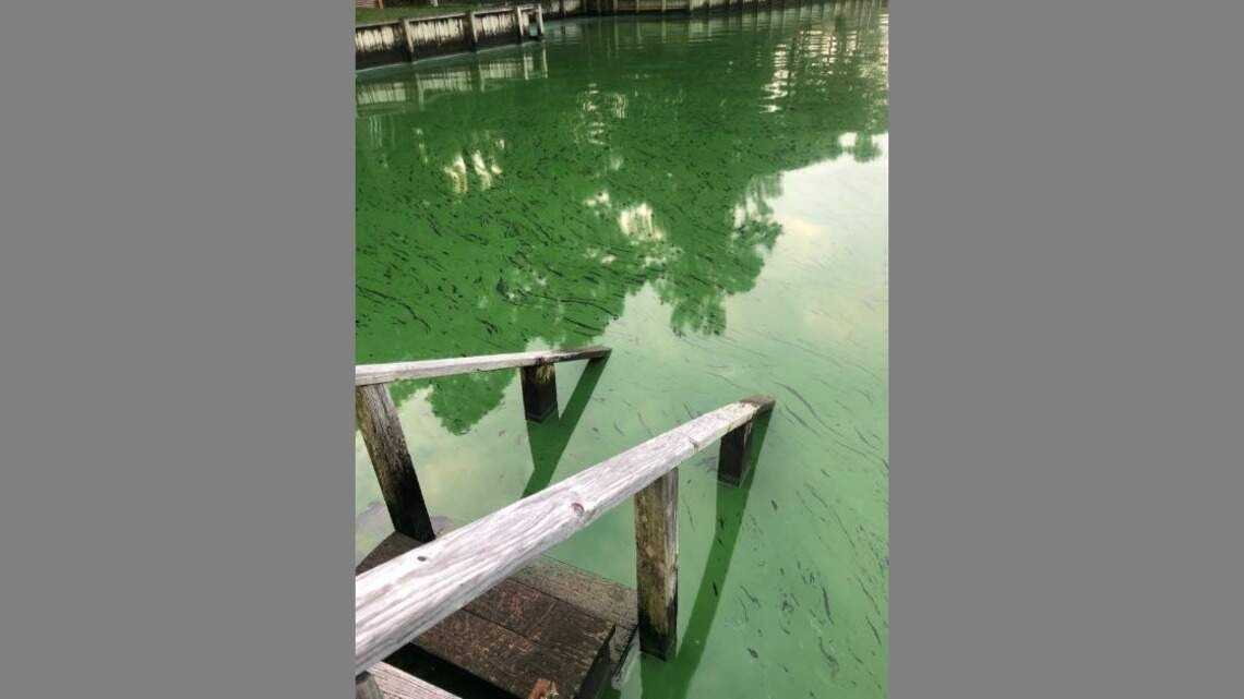 Toxic algae found in North Carolina lake. ‘Keep children and pets away,’ officials warn