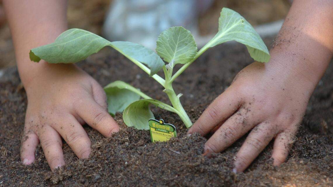 What’s the most popular fall crop to grow in SC? What about other states? Here’s a list