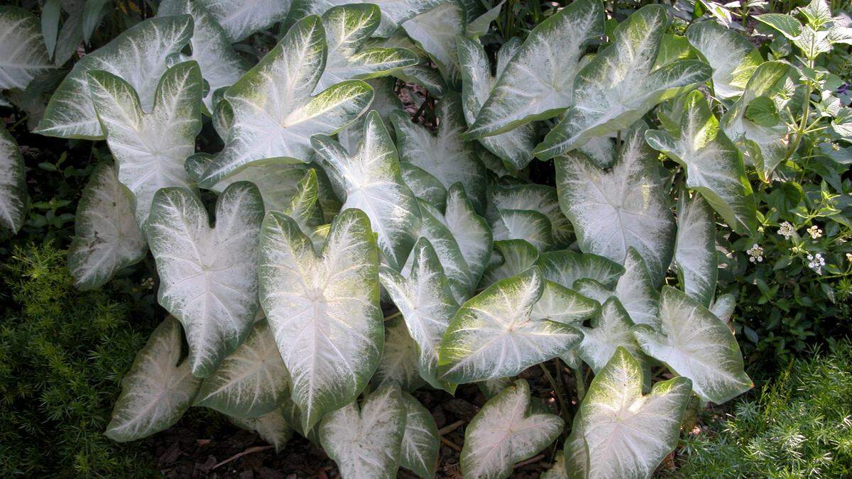 If ingested, caladium can cause disorders or irritations in people, but may cause death in livestock and pets.