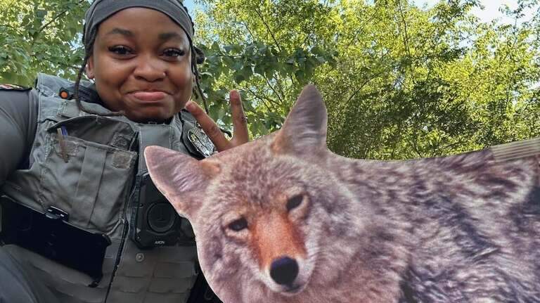 Fake coyotes are meant to scare geese. Around Wake County, they’re fooling people too