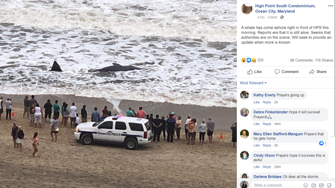 Juvenile sperm whale stranded on Maryland beach dies, experts say