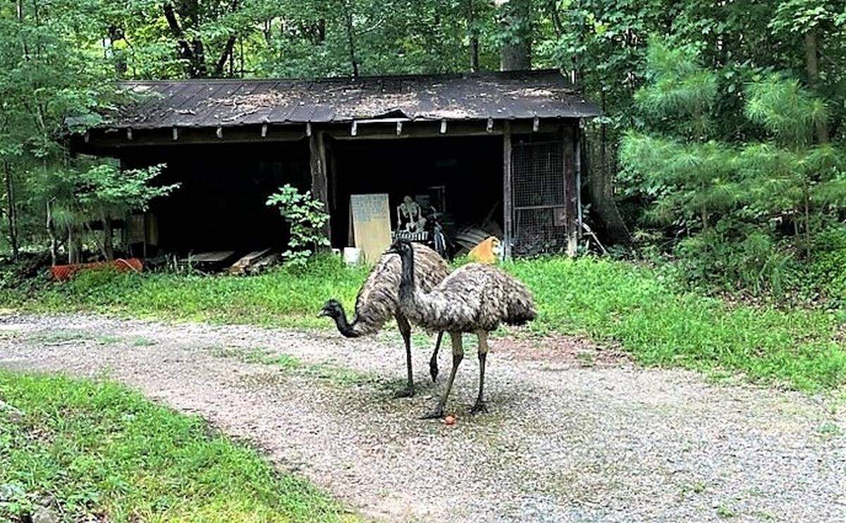 Biggie and Kimmie the emus play with a small, orange ball that they found in a driveway near Mt. Sinai Road and N.C. 86 in Orange County. The emus ran away from their nearby home seeking adventure Wednesday, July 19, 2023.