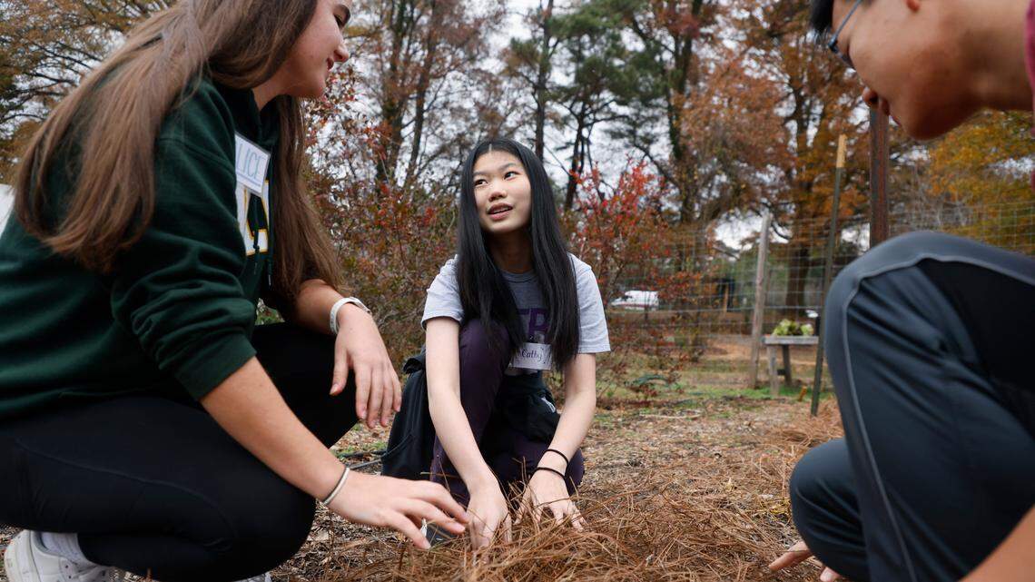 From left, Enloe High School student council members Alice Campbell, Cathy Deng and Destin Tan work on spreading pine straw while volunteering at the Alliance Medical Ministry’s farm outside their clinic in Raleigh, N.C., Tuesday, Dec. 6, 2022.